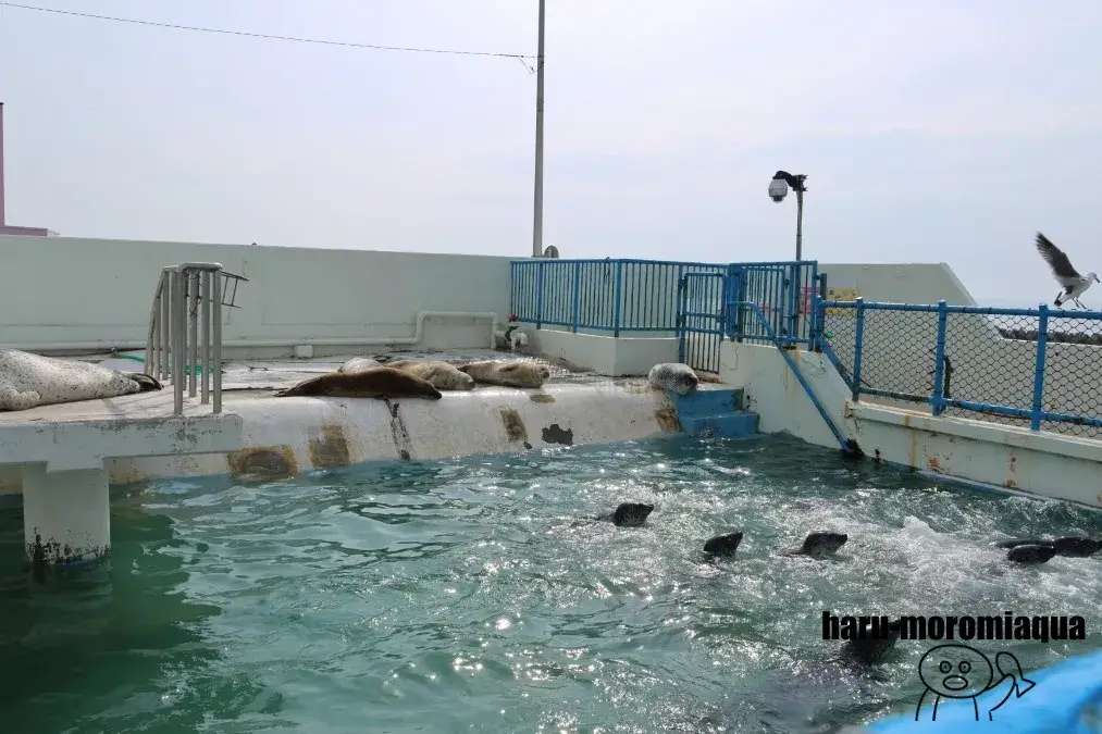 ノシャップ寒流水族館　アザラシ