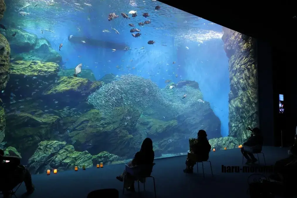 仙台うみの杜水族館　大水槽
