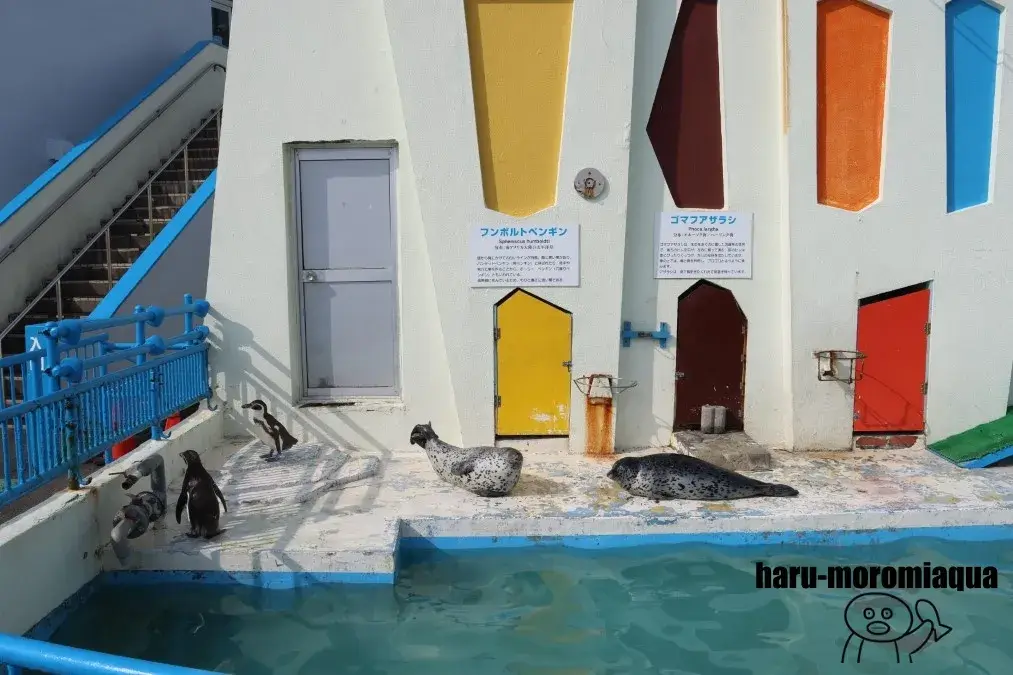 ノシャップ寒流水族館　アザラシ＆ペンギン