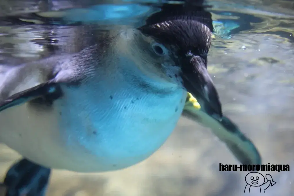浅虫水族館　ペンギン