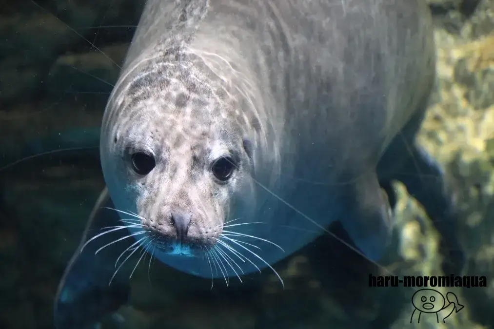 浅虫水族館　アザラシ
