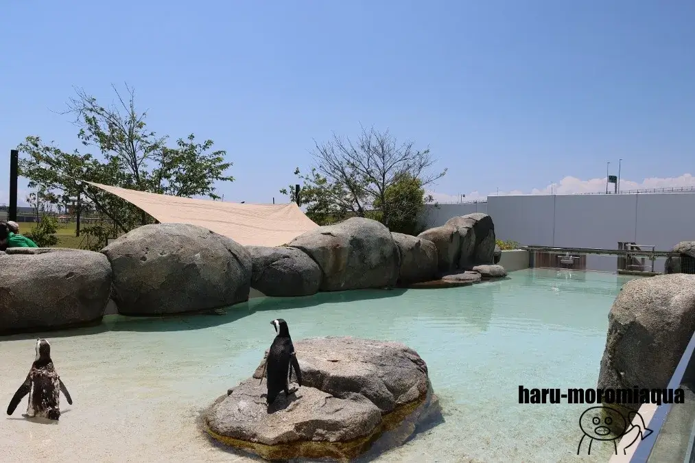仙台うみの杜水族館　ペンギンビーチ