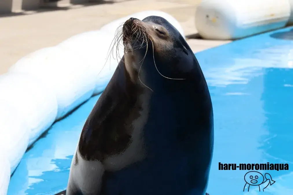 仙台うみの杜水族館　アシカショー