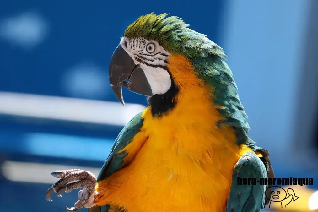 仙台うみの杜水族館　ルリコンゴウインコ
