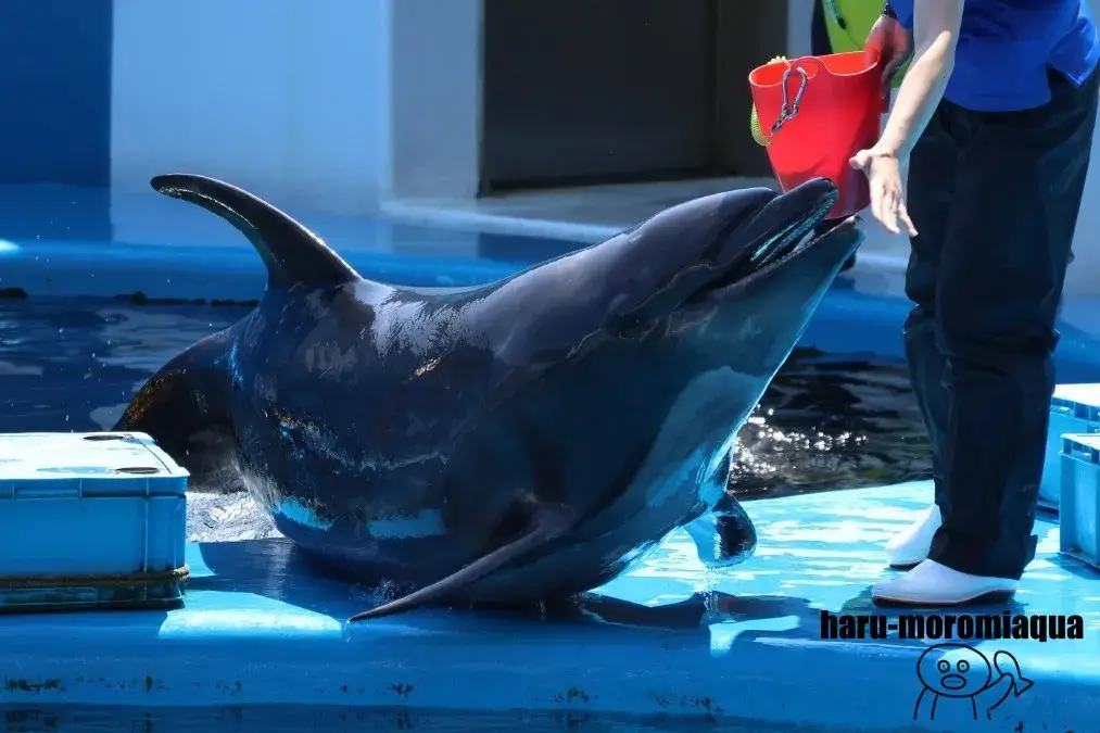仙台うみの杜水族館　バンドウイルカ