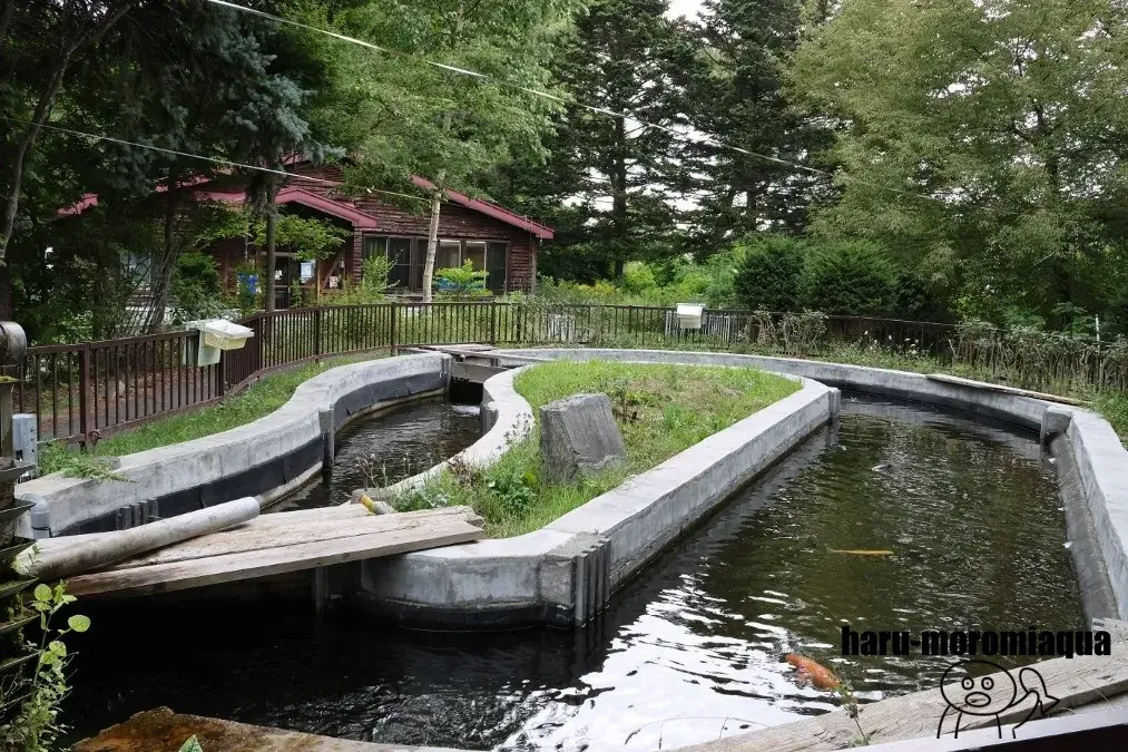 札幌市豊平川さけ科学館
