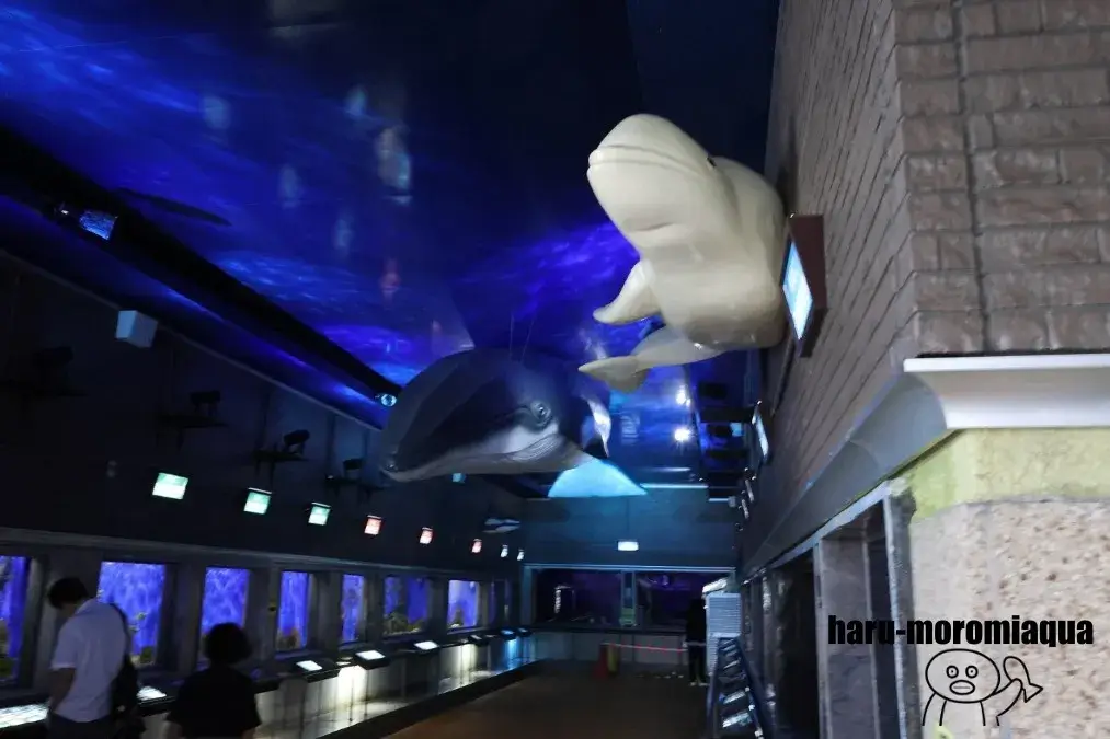 室蘭民報みんなの水族館