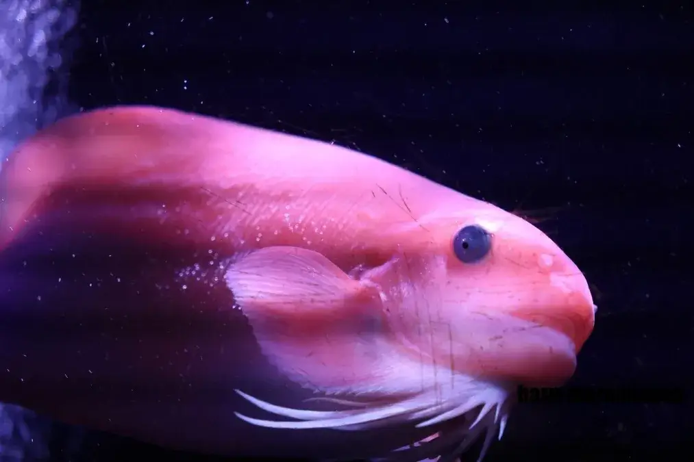 室蘭民報みんなの水族館