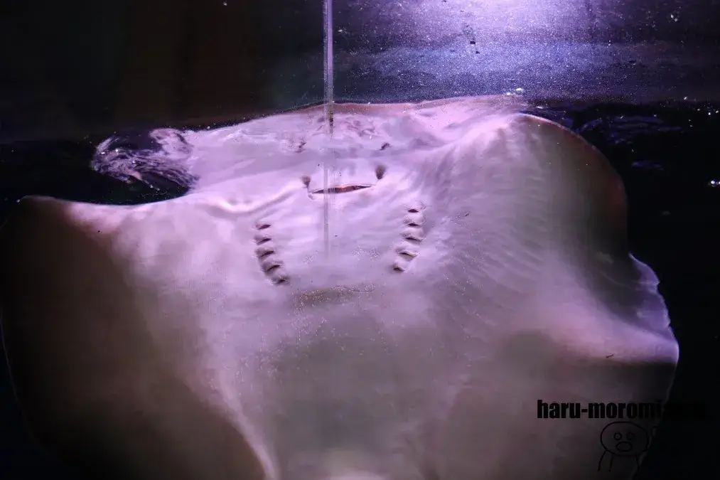 室蘭民報みんなの水族館　エイ