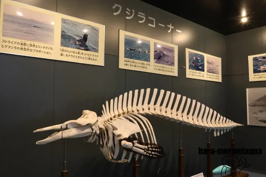 室蘭民報みんなの水族館　クジラ