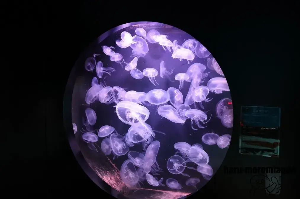 室蘭民報みんなの水族館　クラゲ