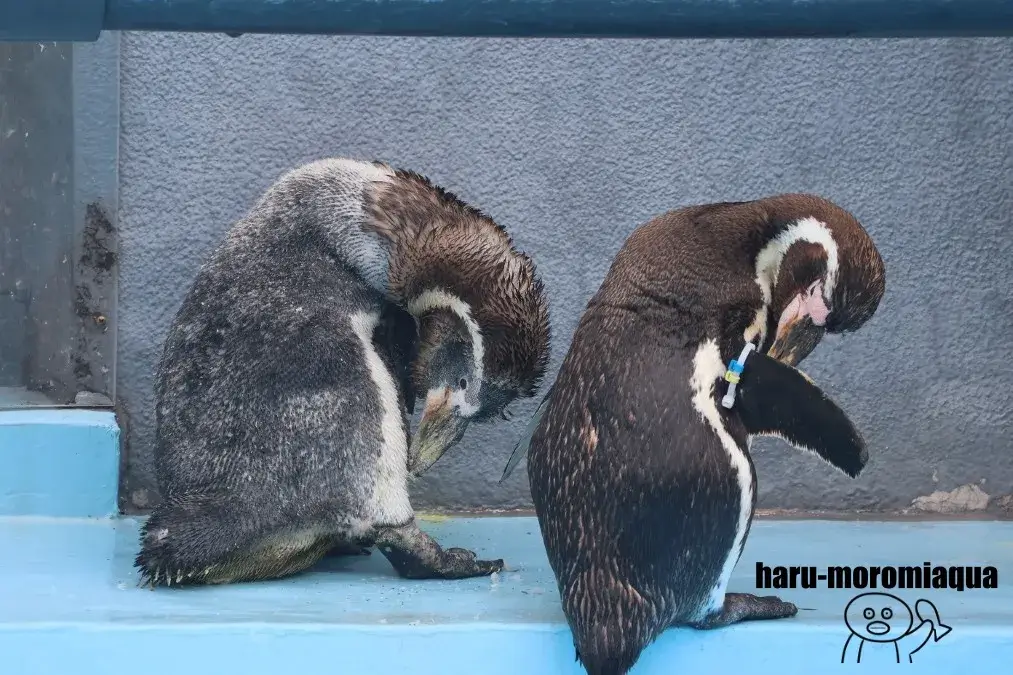 室蘭民報みんなの水族館　ペンギン