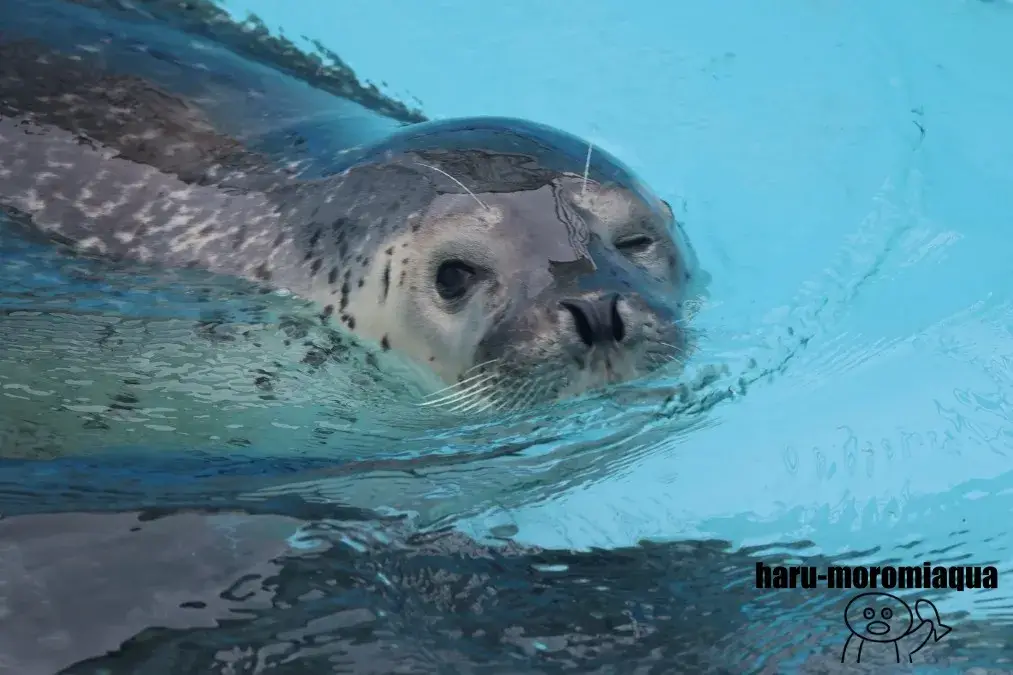 室蘭民報みんなの水族館　アザラシ