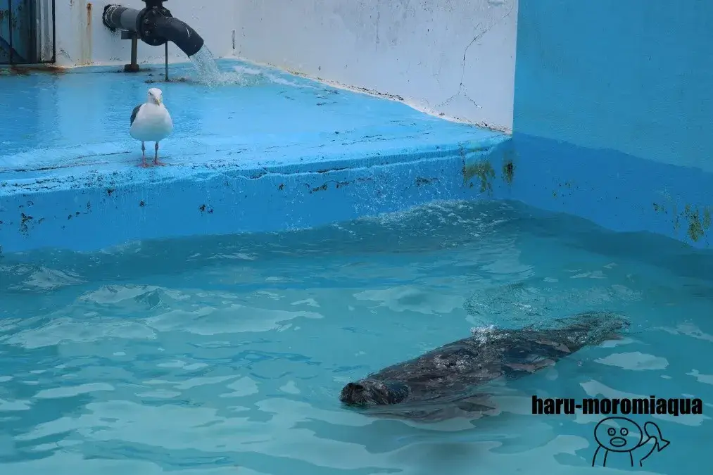 室蘭民報みんなの水族館　アザラシとウミネコ