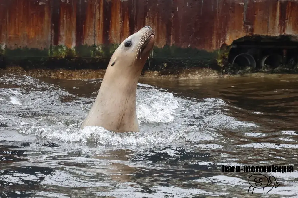 室蘭民報みんなの水族館　トド