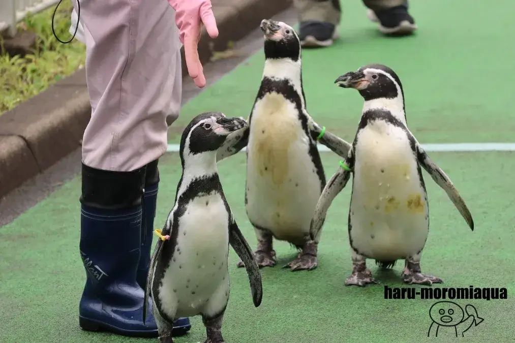 室蘭民報みんなの水族館　ペンギンの行進