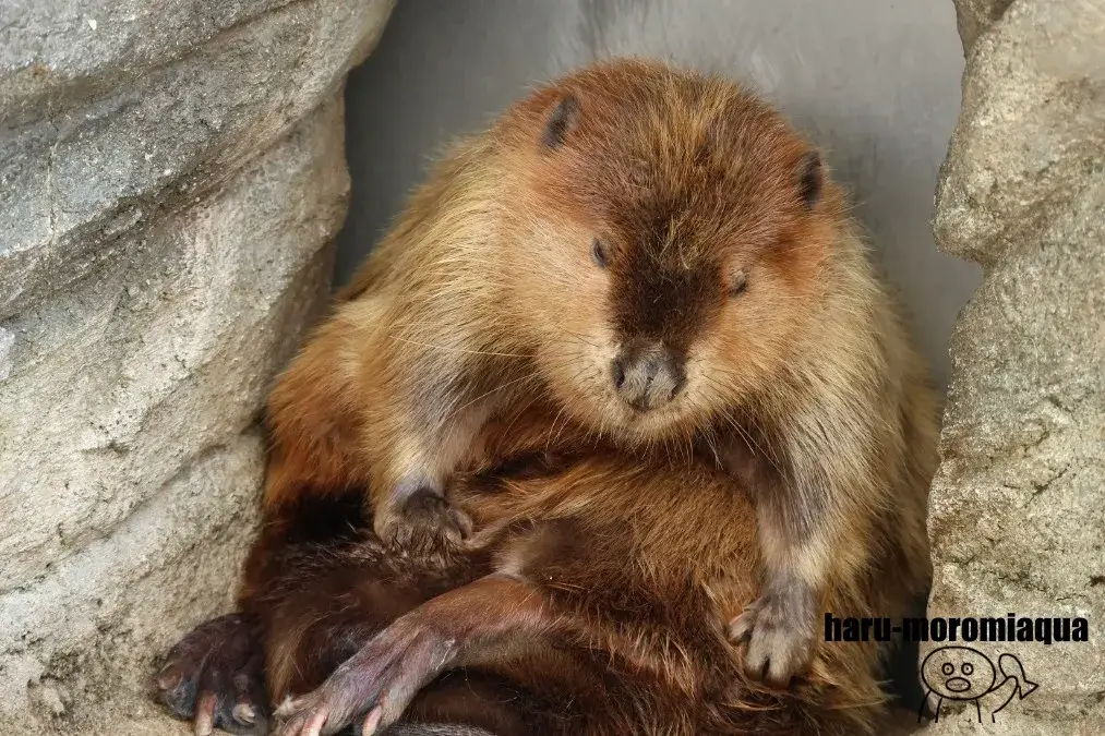仙台うみの杜水族館　ビーバー