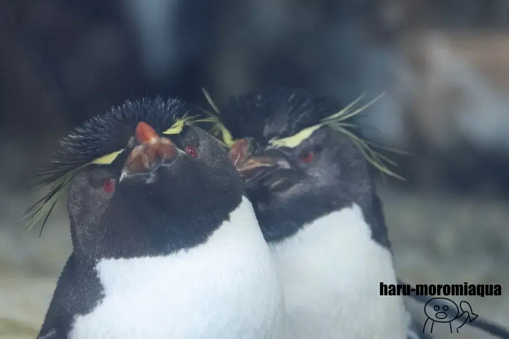 仙台うみの杜水族館　イワトビペンギン