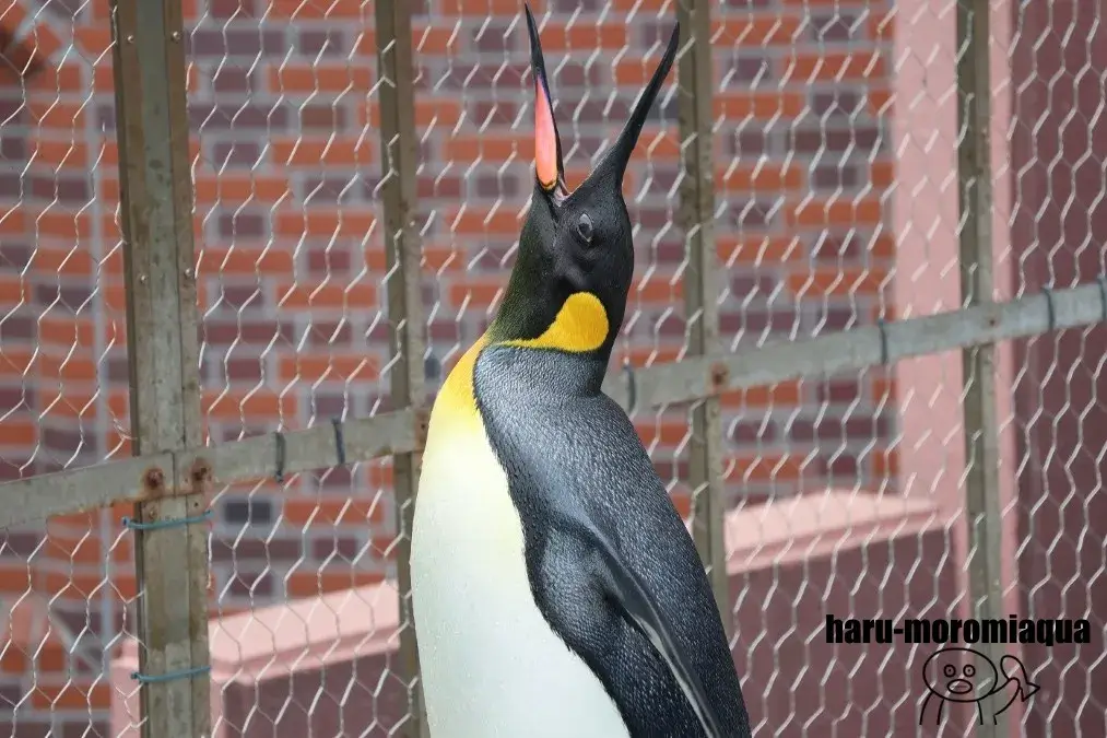 登別マリンパークニクス　キングペンギン