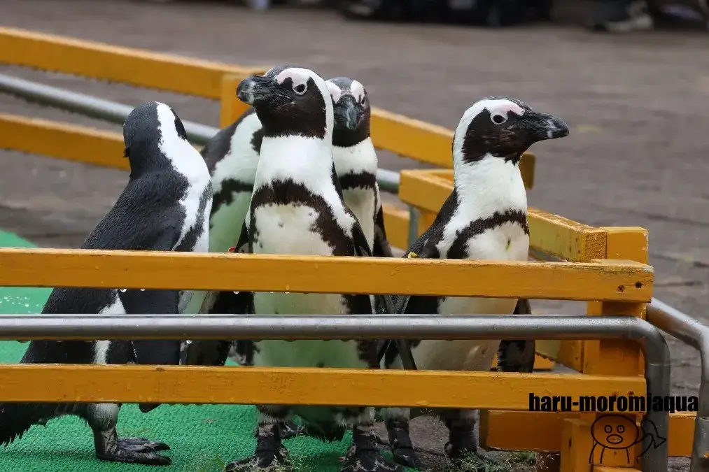 登別マリンパークニクス　ペンギン