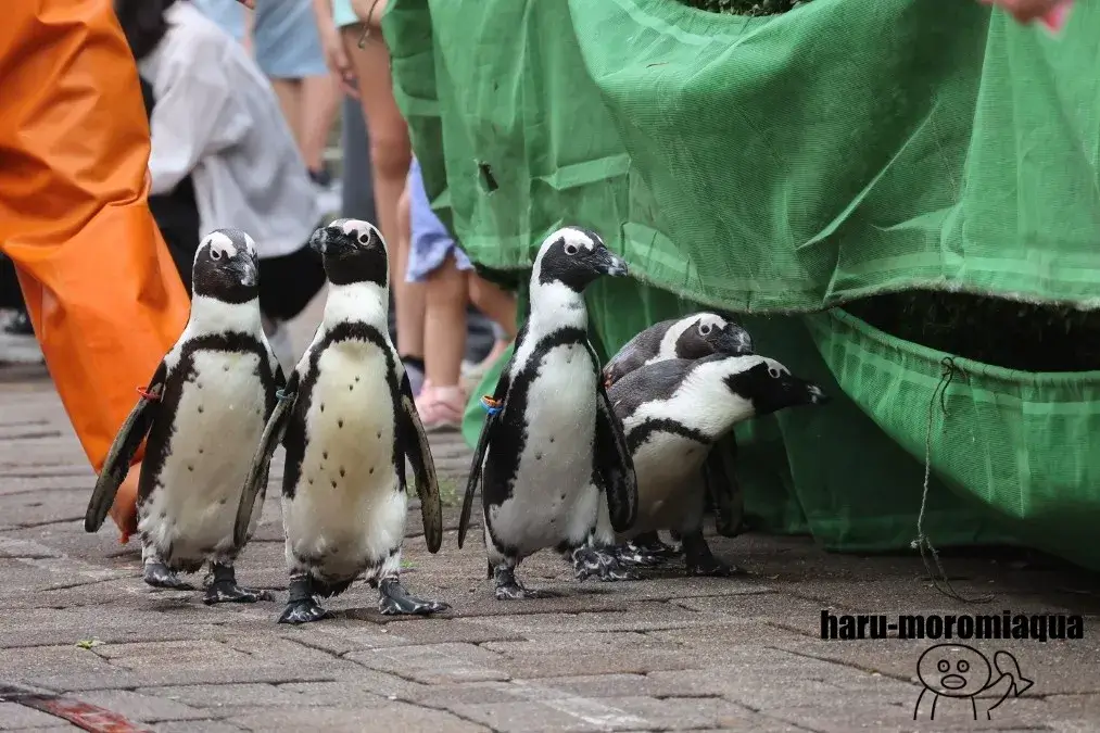 登別マリンパークニクス　ペンギンパレード
