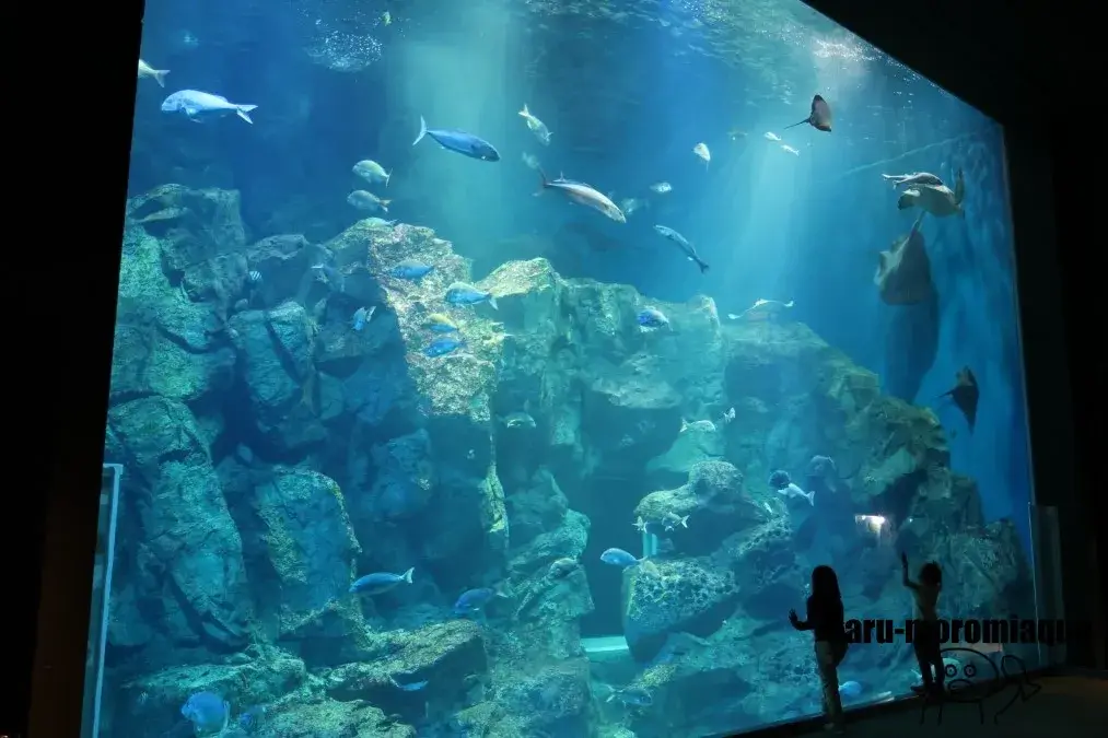 男鹿水族館GAO　大水槽