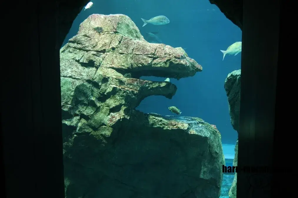 男鹿水族館GAO　ゴジラ岩