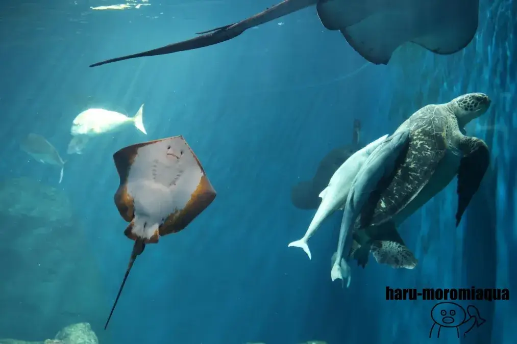 男鹿水族館GAO　エイ