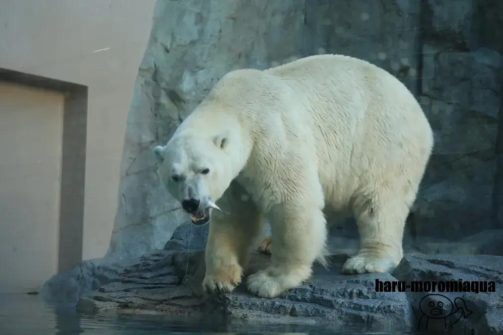 男鹿水族館GAO　ホッキョクグマ