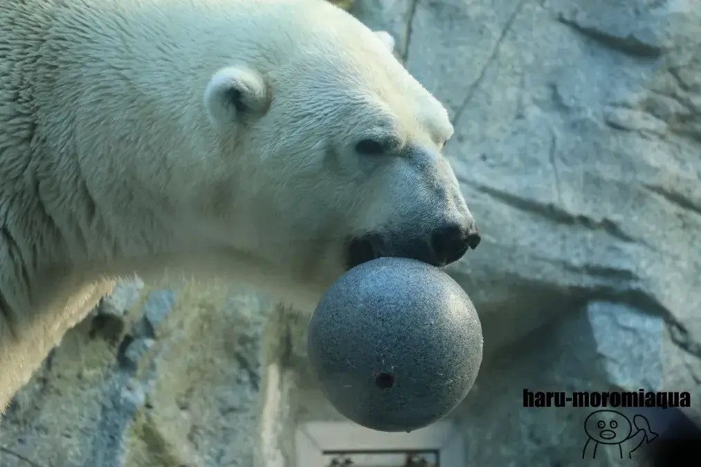 男鹿水族館GAO　ホッキョクグマ