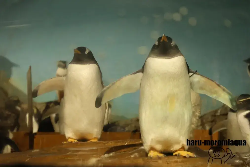 男鹿水族館GAO　ジェンツーペンギン