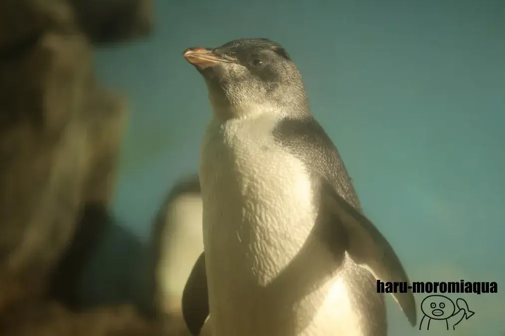 男鹿水族館GAO　イワトビペンギン