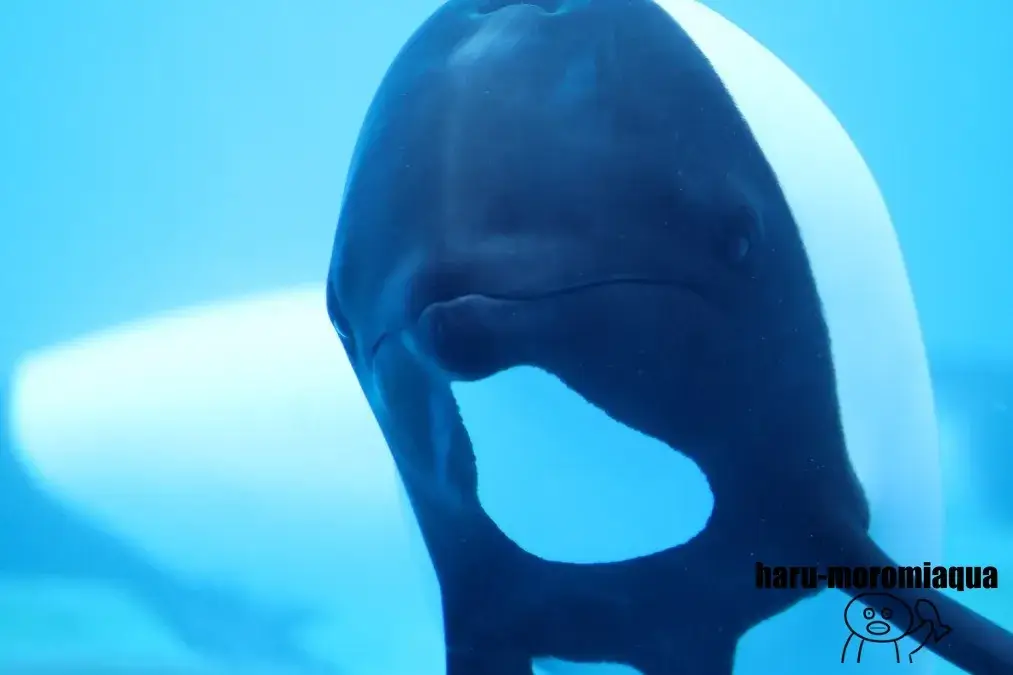 仙台うみの杜水族館　イロワケイルカ