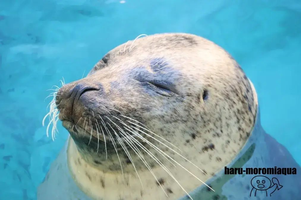男鹿水族館GAO　アザラシ