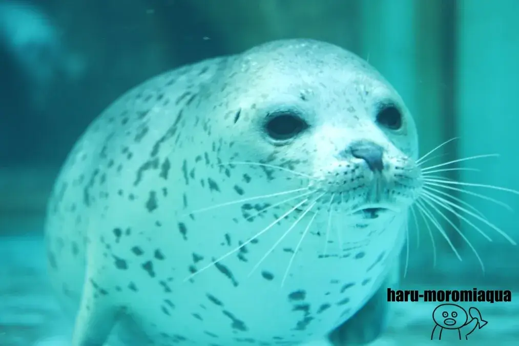 男鹿水族館GAO　ゴマフアザラシ