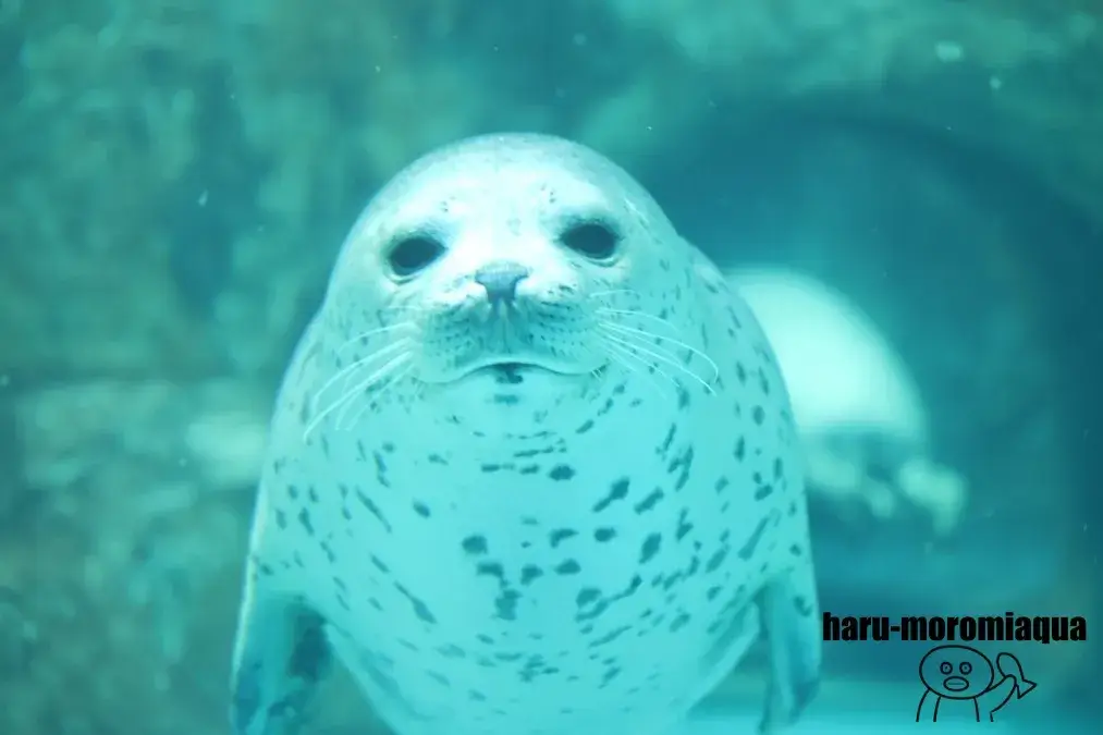 男鹿水族館GAO　アザラシ