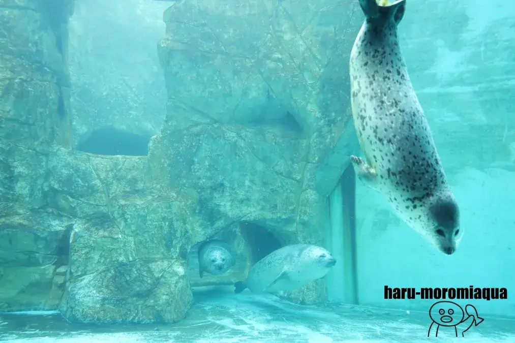 男鹿水族館GAO　アザラシ