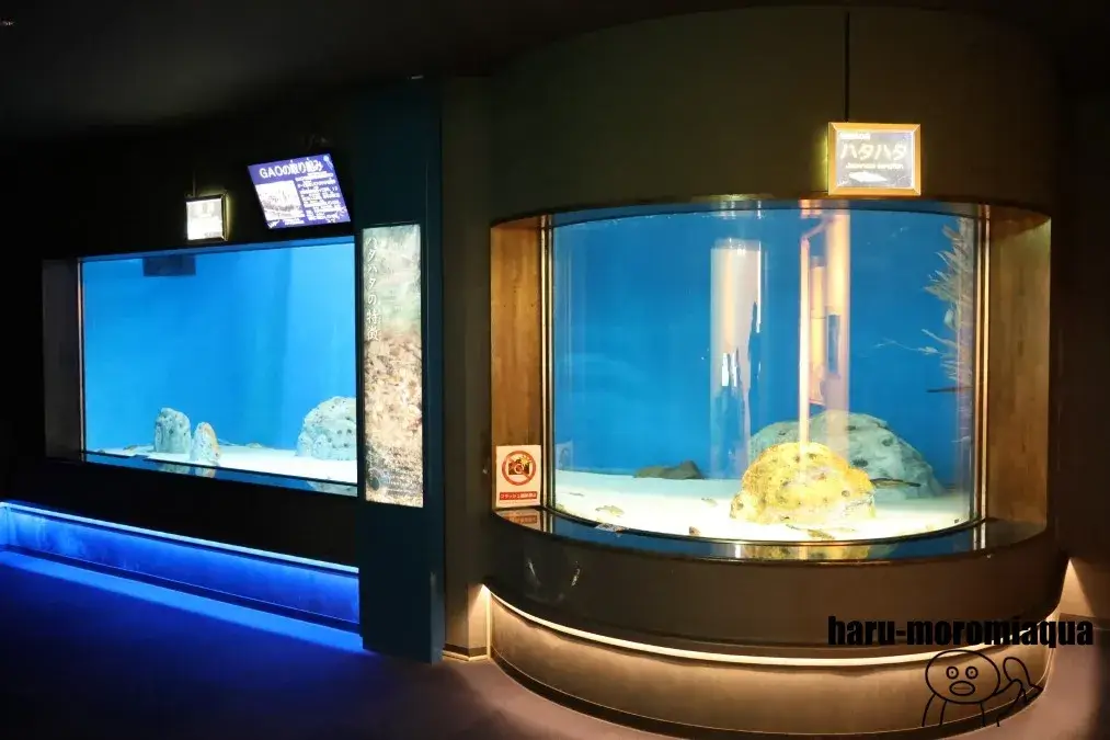 男鹿水族館GAO