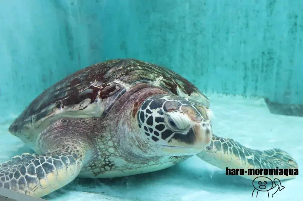 仙台うみの杜水族館　ウミガメ