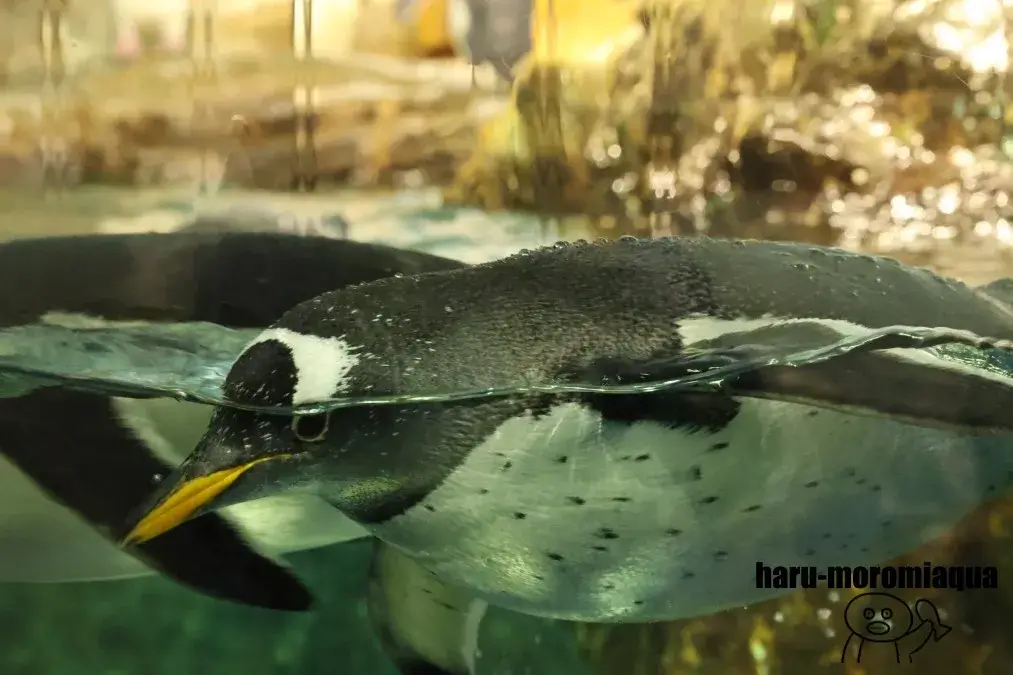男鹿水族館GAO　ペンギン