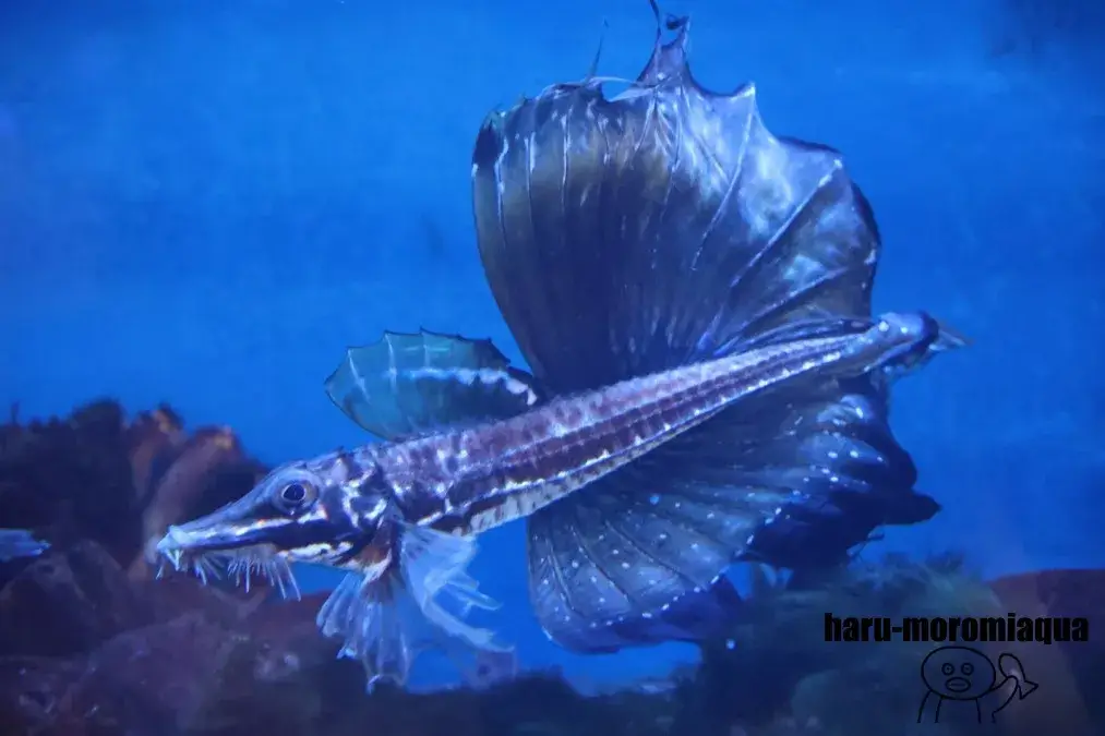男鹿水族館GAO　トクビレ