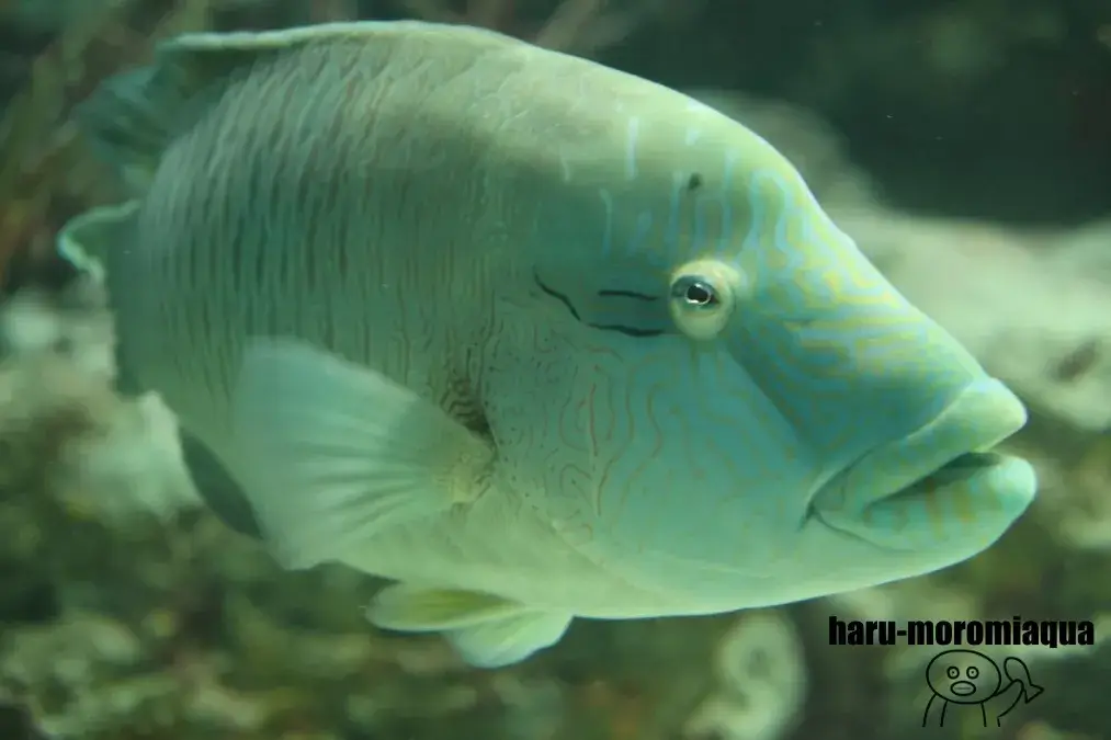 男鹿水族館GAO　ナポレオンフィッシュ
