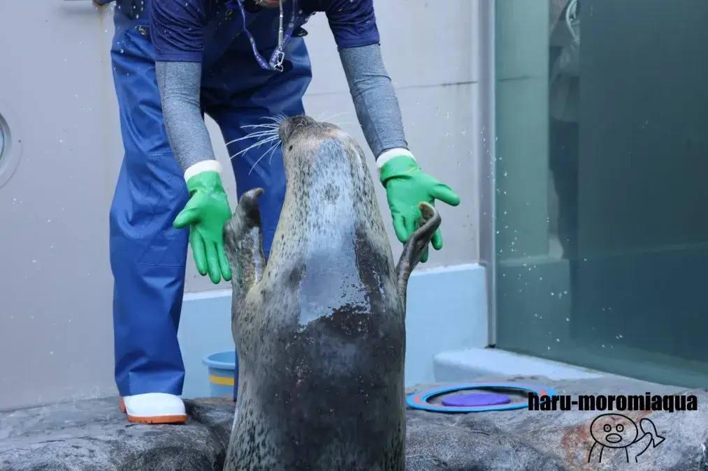 男鹿水族館GAO　アザラシパフォーマンス