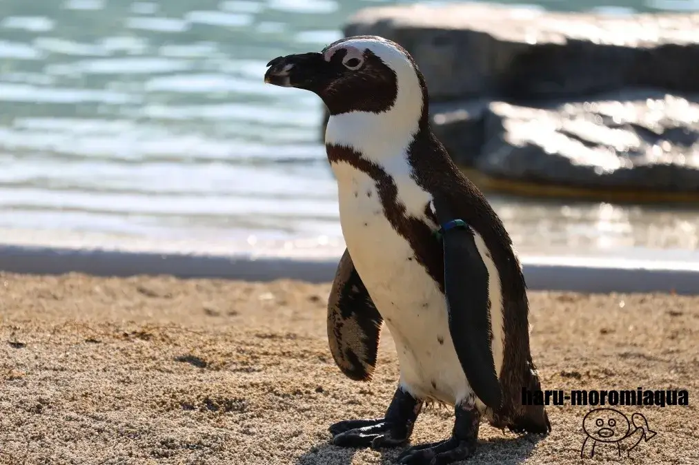 仙台うみの杜水族館　ケープペンギン