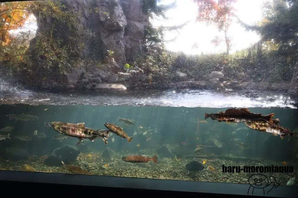 北の大地の水族館　四季の水槽