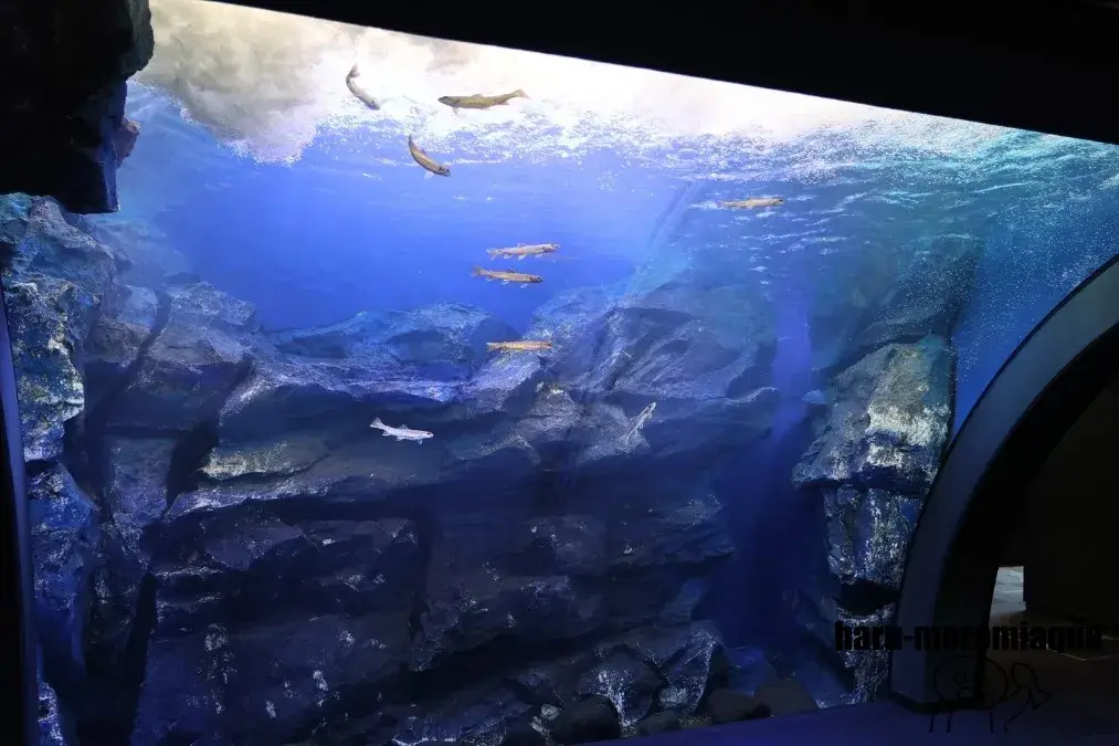 北の大地の水族館　滝つぼ水槽
