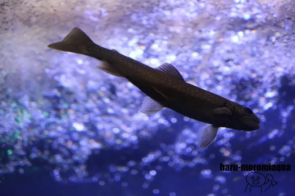 北の大地の水族館　オショロコマ