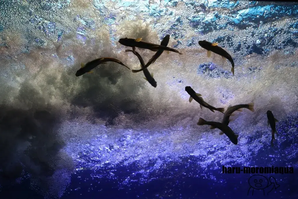 北の大地の水族館　オショロコマ