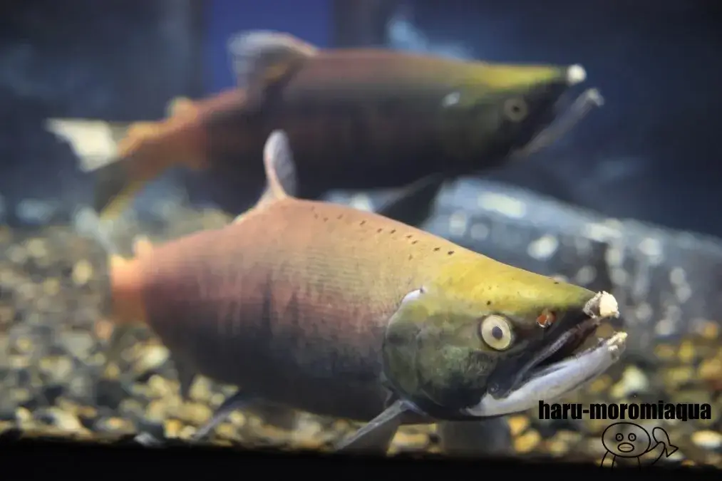 北の大地の水族館　ヒメマス