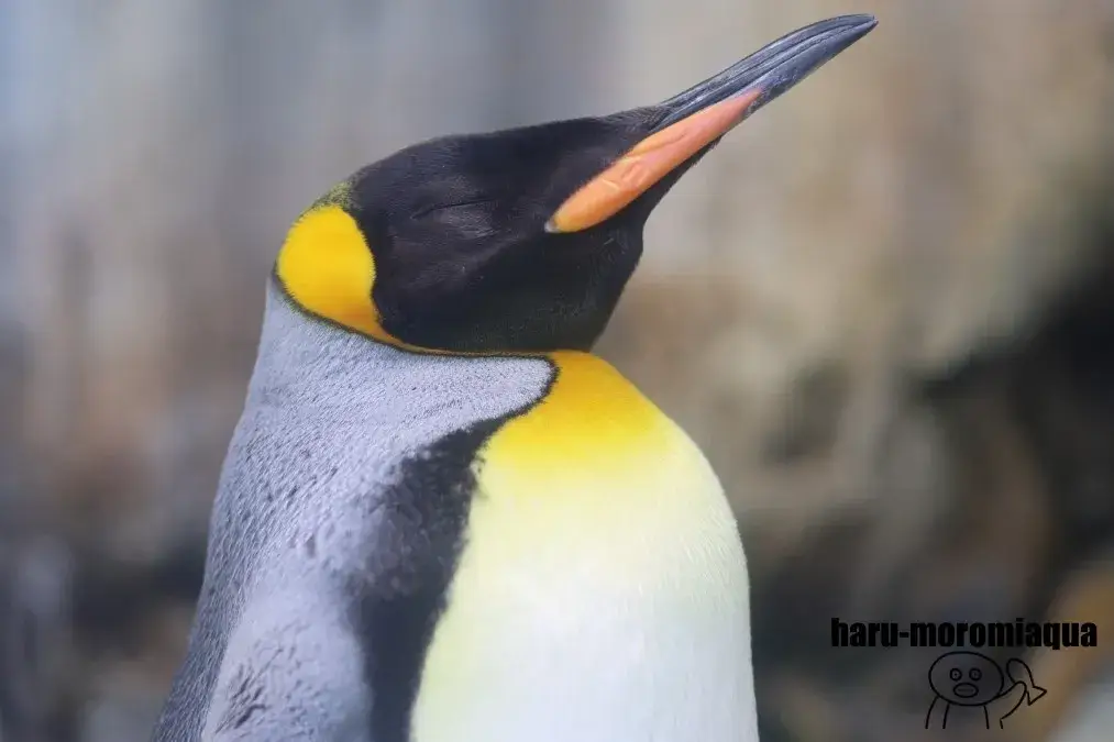 仙台うみの杜水族館　おひとりさまナイト水族館